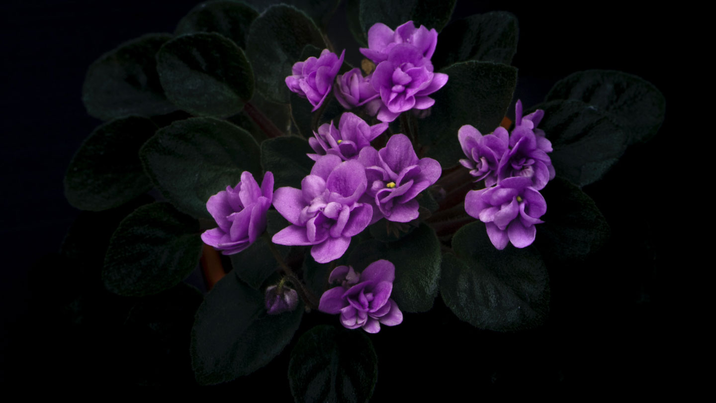 Flowers-That-Mean-Sorrow-Poignant-Beauty-Of-Melancholic-Blooms-on-dailymirror